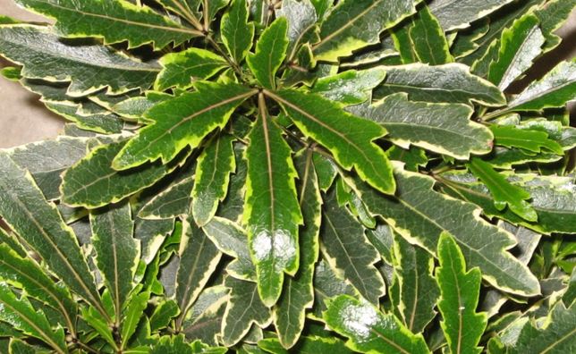 6" Aralia Bianca